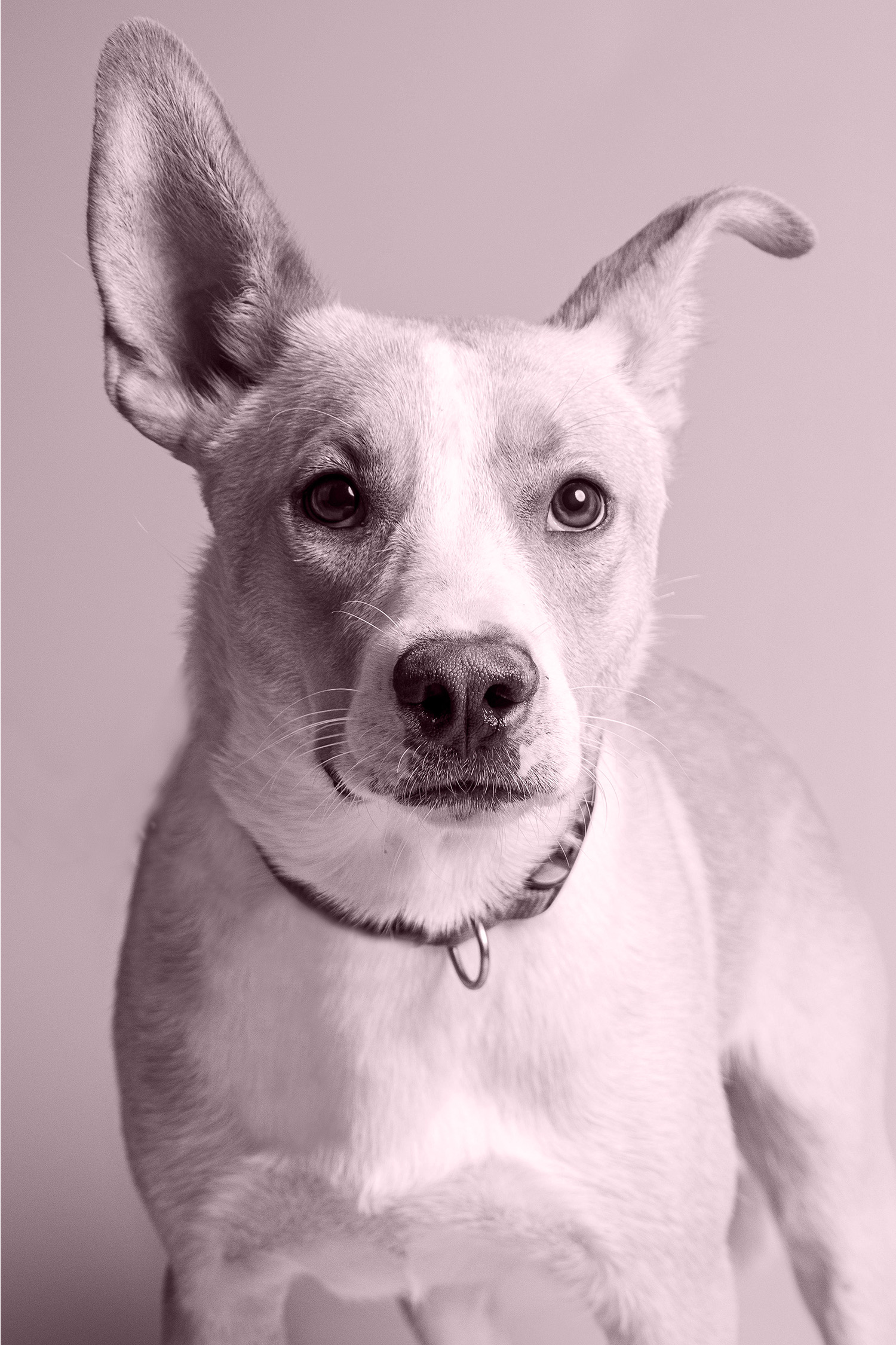 adopt-bg