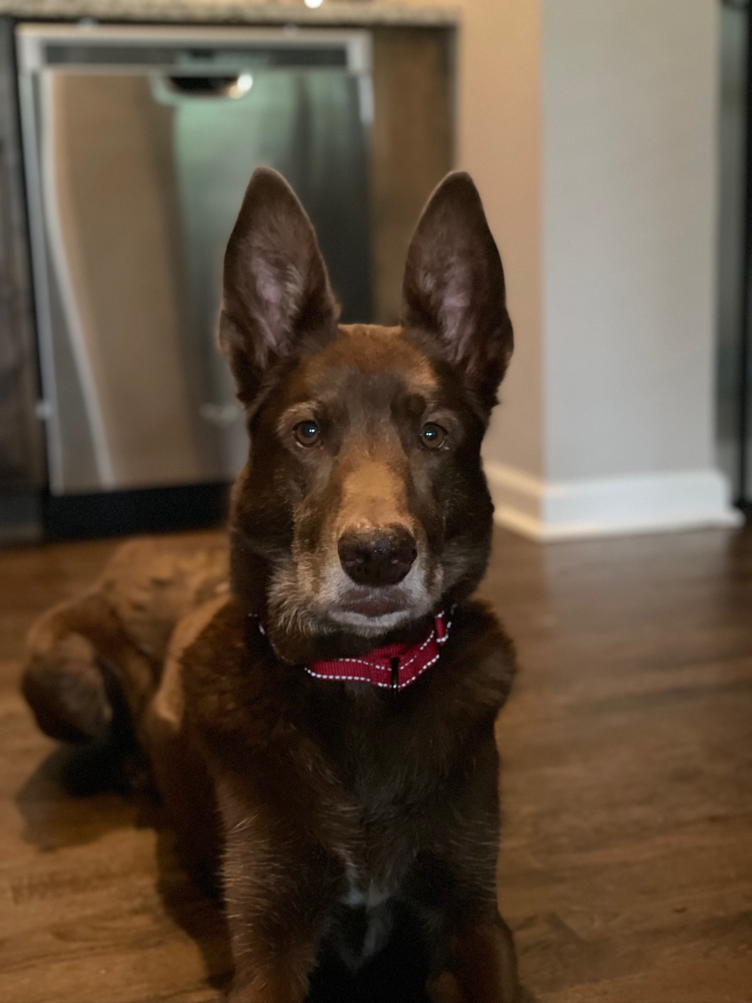 dog-lying-down